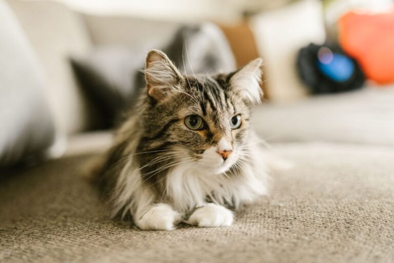 How to Remove Pet Hair From a Couch Without Damaging It