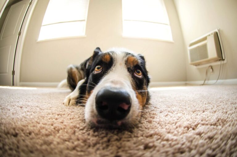 How to Remove Dog Urine Odor From Carpet
